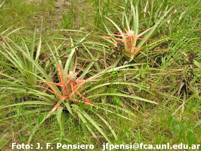 ブロメリア・エアープランツ Bromelia Serra ブロメリア Bromelia serra ブロメリア・エアープランツ B. 'Domingos